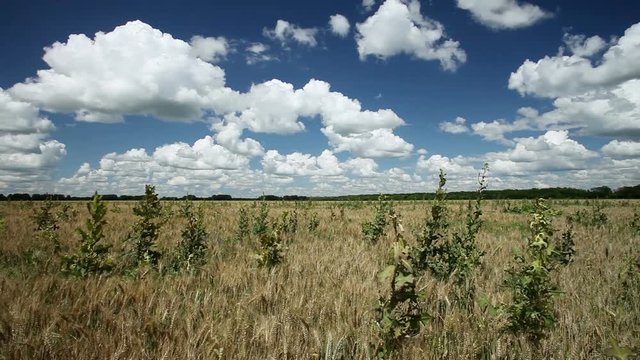 Определена стоимость работ по воспроизводству плодородия земель сельскохозяйственного назначения