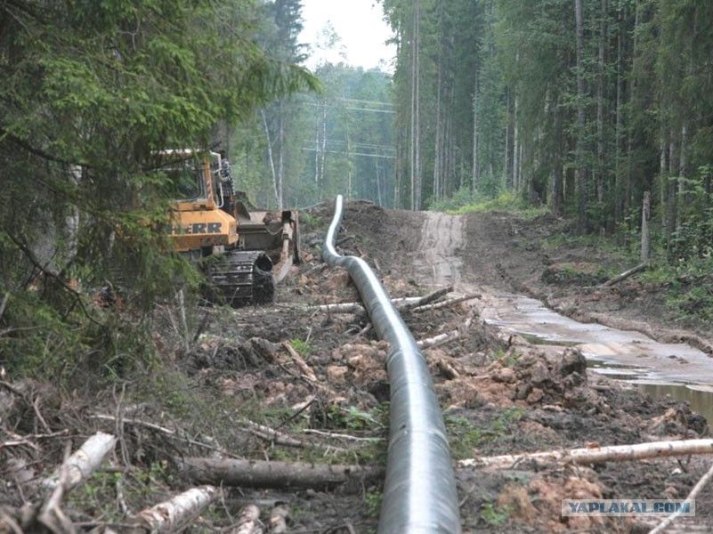 О кадастровом учете части лесного участка для размещения линейного объекта